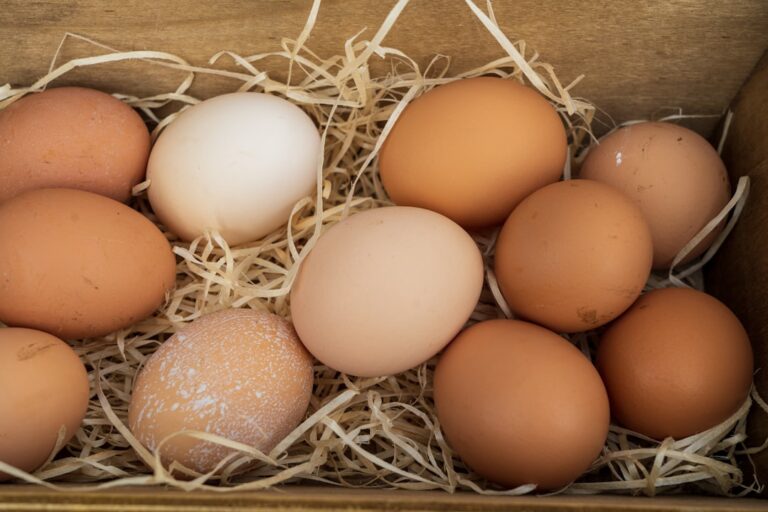 Types of Eggs: A Complete Guide to Every Egg You Can Cook With in 2026
